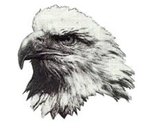 Picture of an eagle